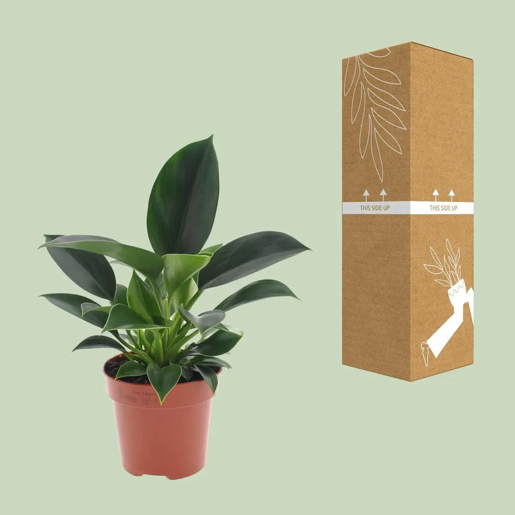 Philodendron Green Princess - Ø12CM - ↕25 cm MEERgroothandel Planten