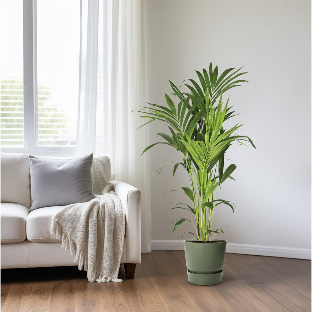 Howea Leinets - Ø21 cm - ↕130 cm | Kentia - Howea Palme
