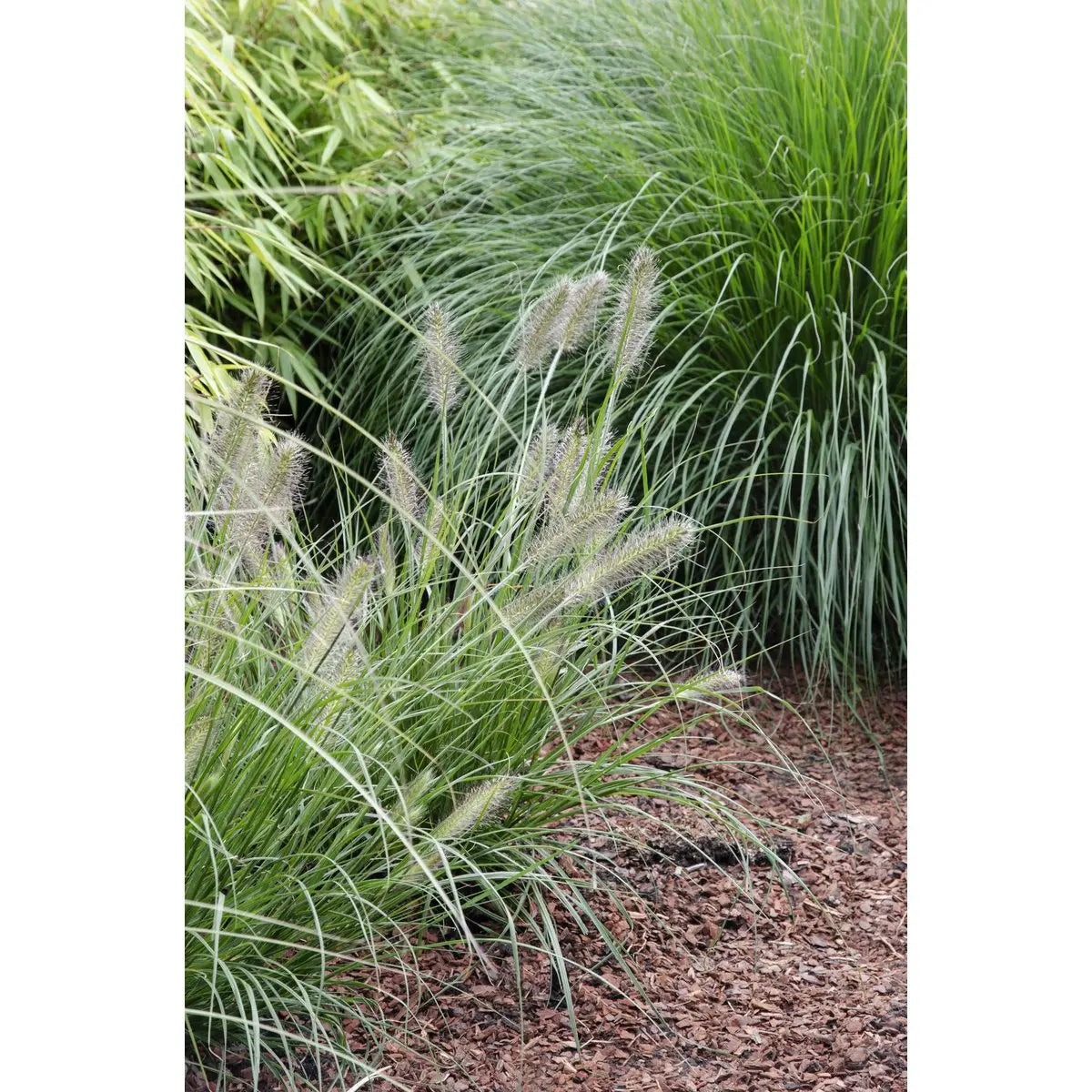 Pennisetum Alopecuroides 'Hameln' - Ø14cm - 30cm