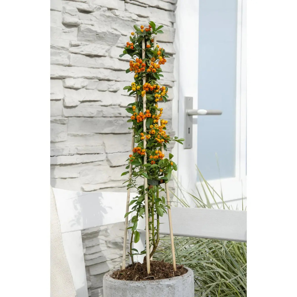 Pyracantha 'Orange Glow' - Ø15cm - ↕65 cm MEERgroothandel Planten
