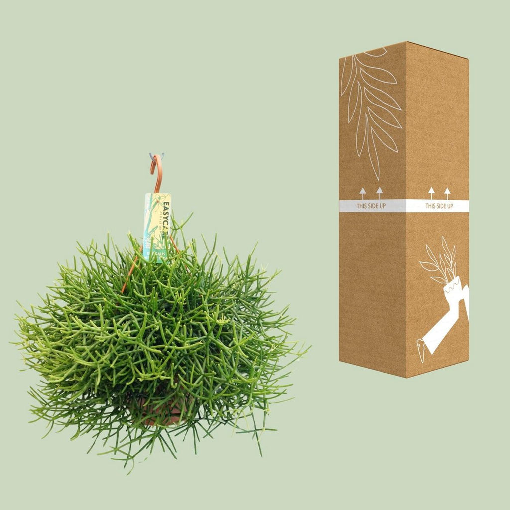 Rhipsalis Heteroclada | [P21-H40] | pflegeleichte tropische Kletterpflanze