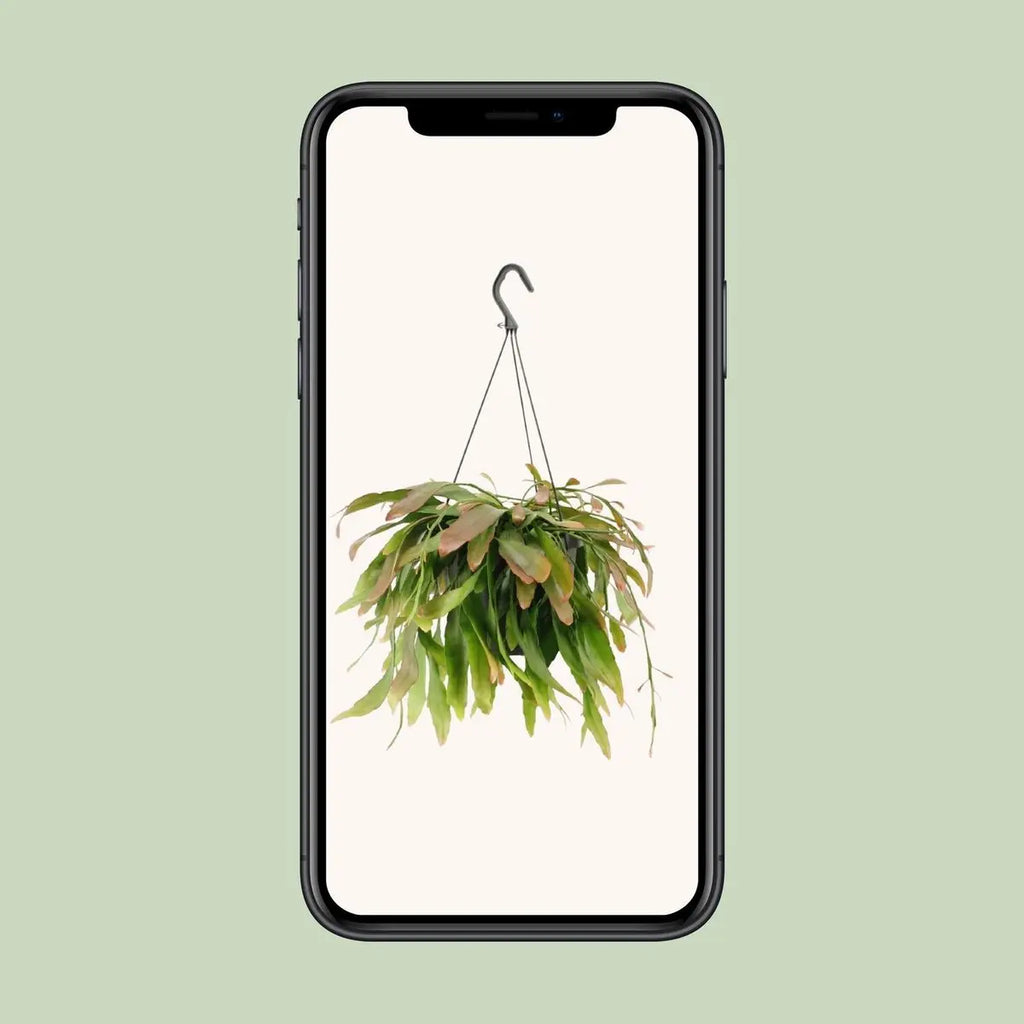 Rhipsalis Red Coral - Ø17cm - ↕25 cm MEERgroothandel Planten