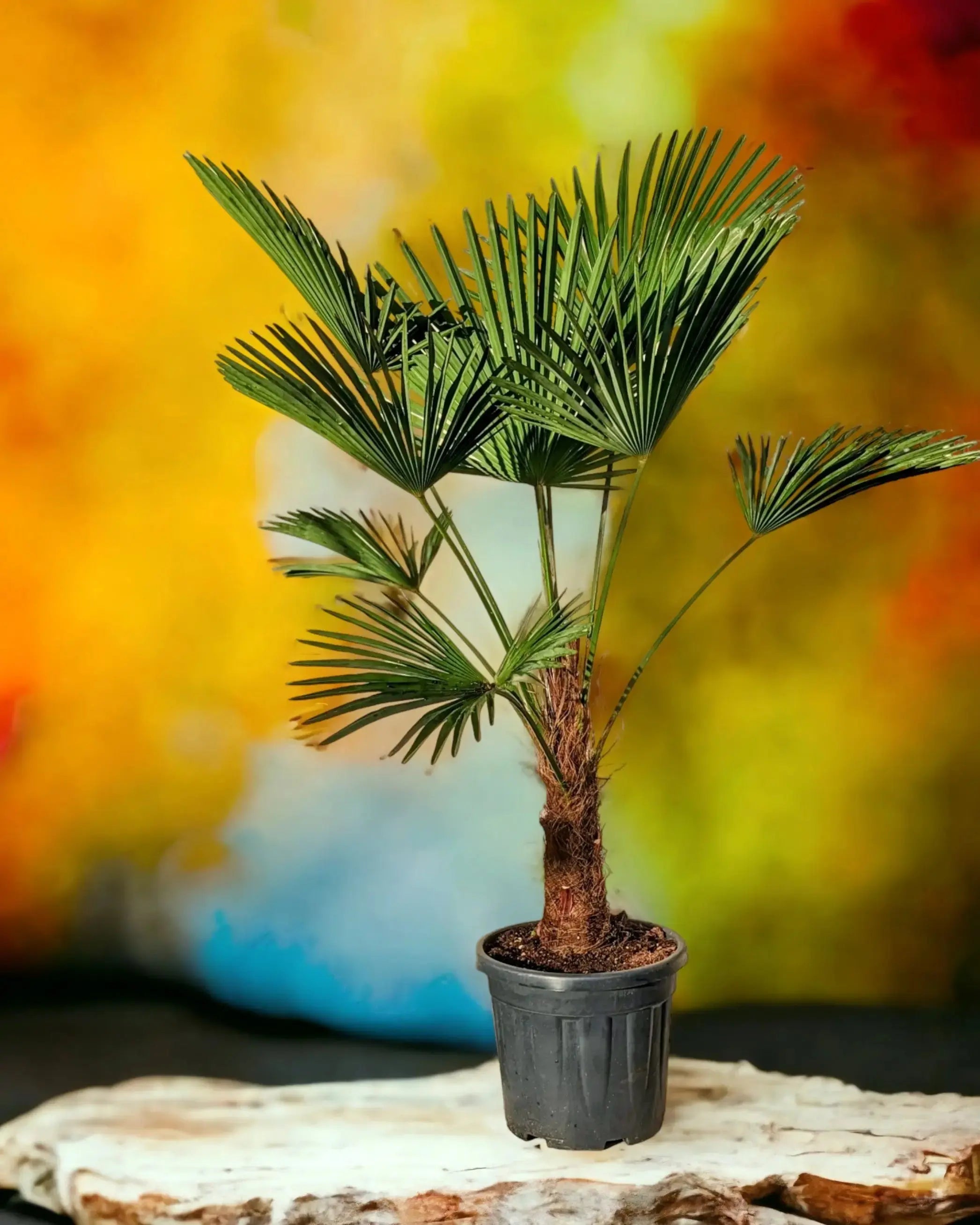 Trachycarpus wagnerianus - Wagner Hanfpalme aus Freilandzucht