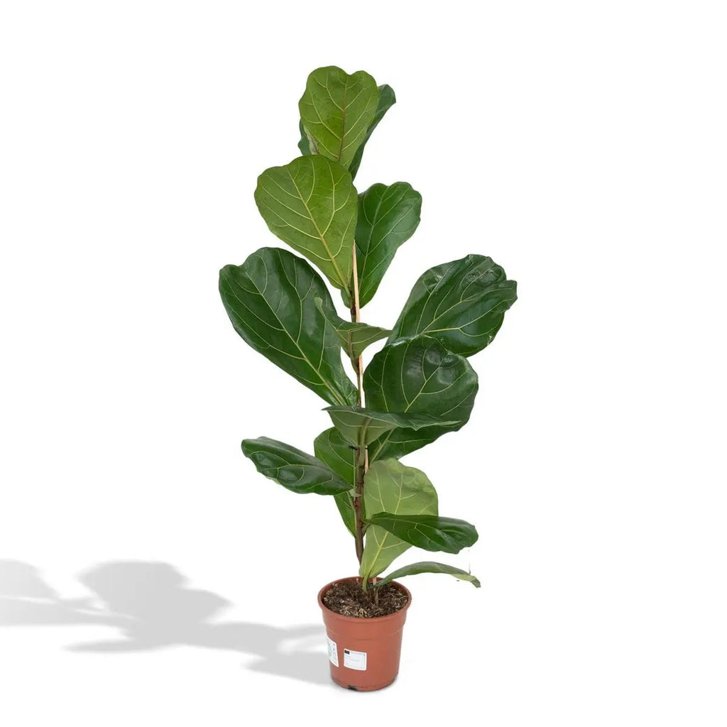 Ficus Lyrata - Gummipflanze - Ø17cm - ↕75cm MEERgroothandel Planten