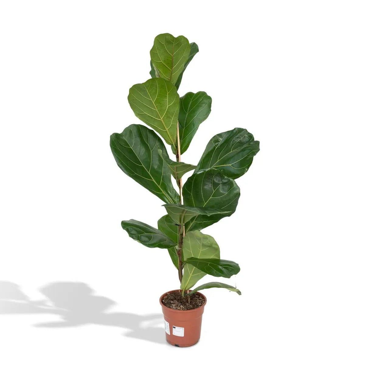 Ficus Lyrata - Gummipflanze - Ø17cm - ↕75cm MEERgroothandel Planten