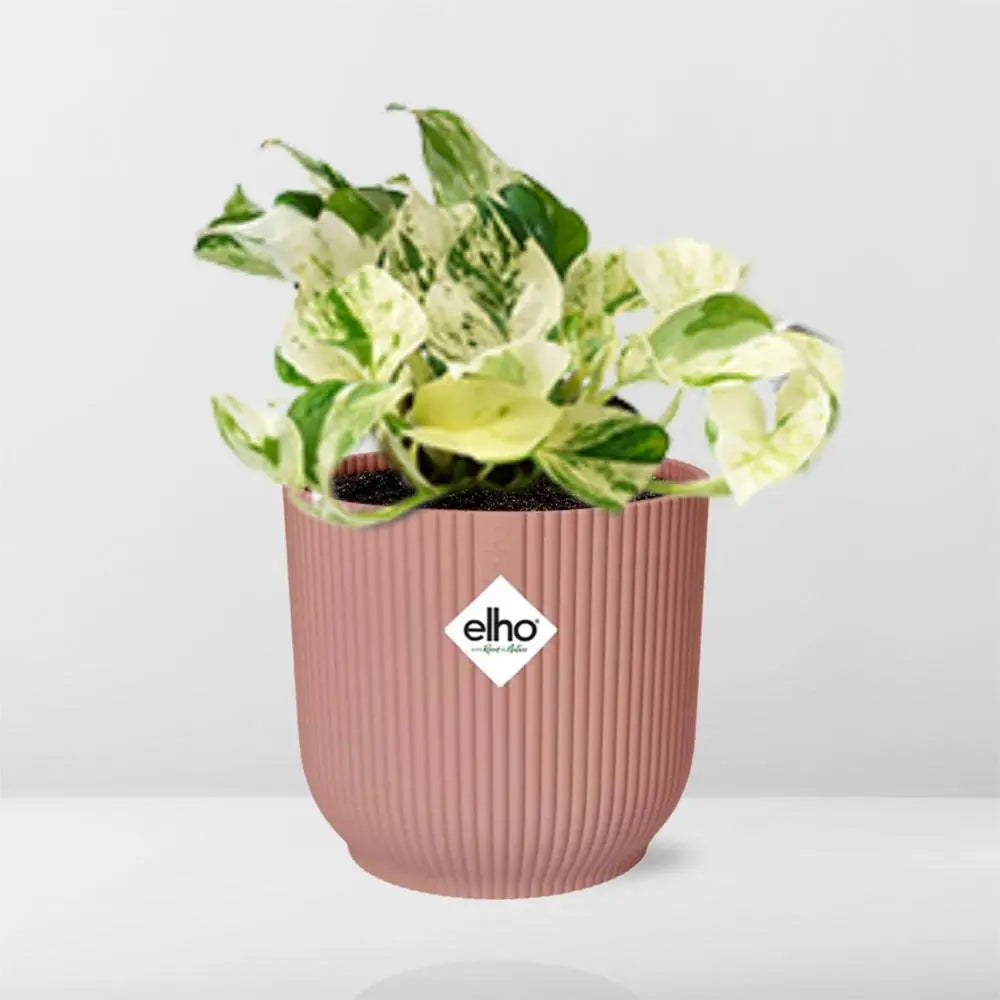 Epipremnum pinnatum fröhliches Blatt in Elho Vibes Falten Sie 14 cm Roze MEERgroothandel Planten