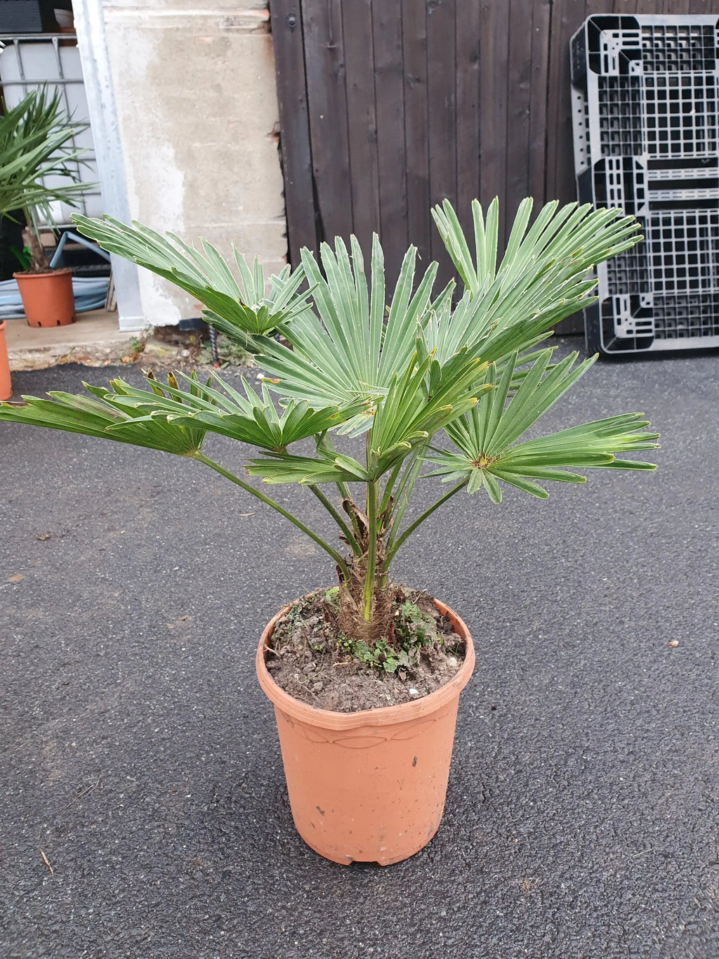 Trachycarpus wagnerianus - Wagner Hanfpalme aus Freilandzucht