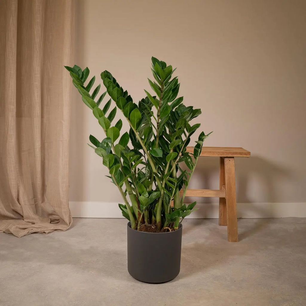 Zamioculcas Zamiifolia - Smaragdpalme - Ø21cm - ↕80cm MEERgroothandel Planten