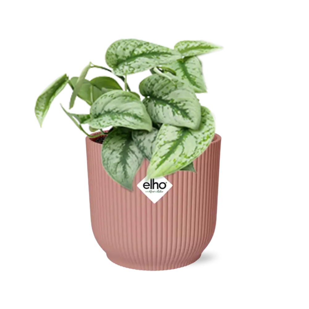 Scindapsus bemalt 'Trebie' in Elho -Vibes 14 cm Roze falten MEERgroothandel Planten