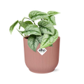 Scindapsus bemalt 'Trebie' in Elho -Vibes 14 cm Roze falten MEERgroothandel Planten