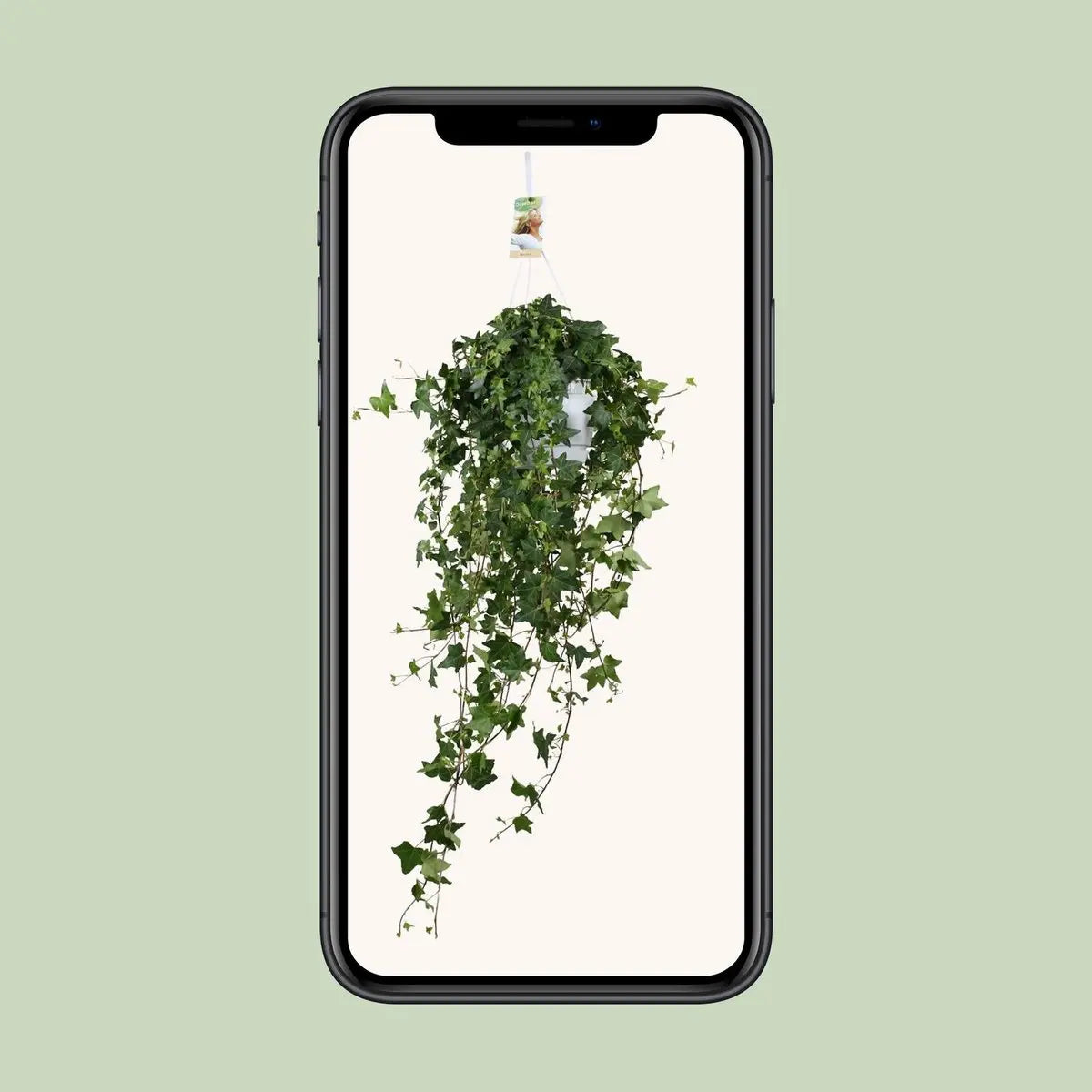 Hedera Hellix Pitsburg - Hang/xxl - Ø17cm - → 90 cm MEERgroothandel Planten