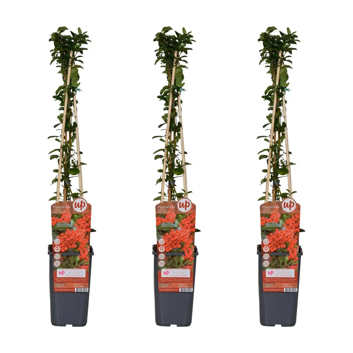3x - Pyracantha Coccinea 'Red Column' - ↨65cm - Ø15 MEERgroothandel Planten