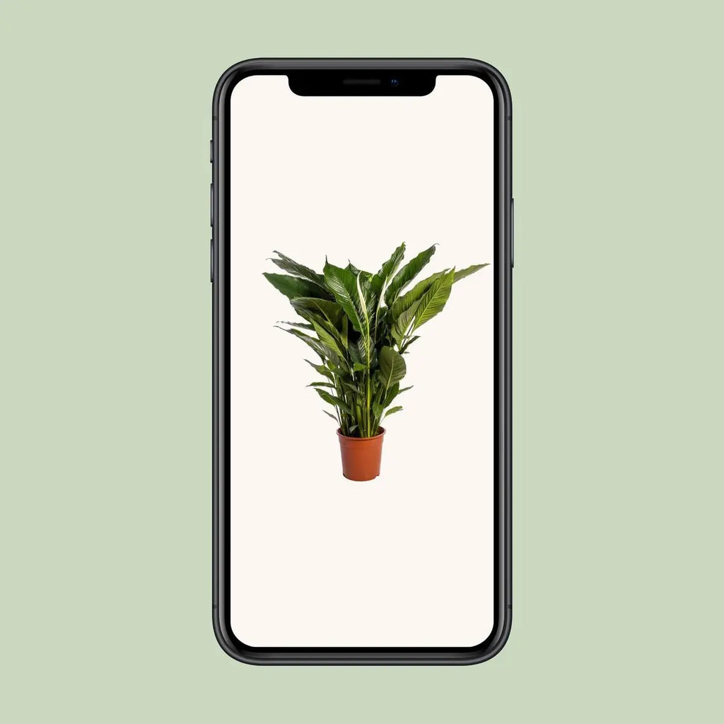 Spathiphyllum 'Sweet Sebastiano' Blanco - 24 cm Durchmesser  - ↕110 cm - Pille Gartenwelt