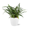 Aglaomorpha Coronans - Ø17cm - ↕45cm + Pot Brüssel D18x17cm - Witz MEERgroothandel Planten