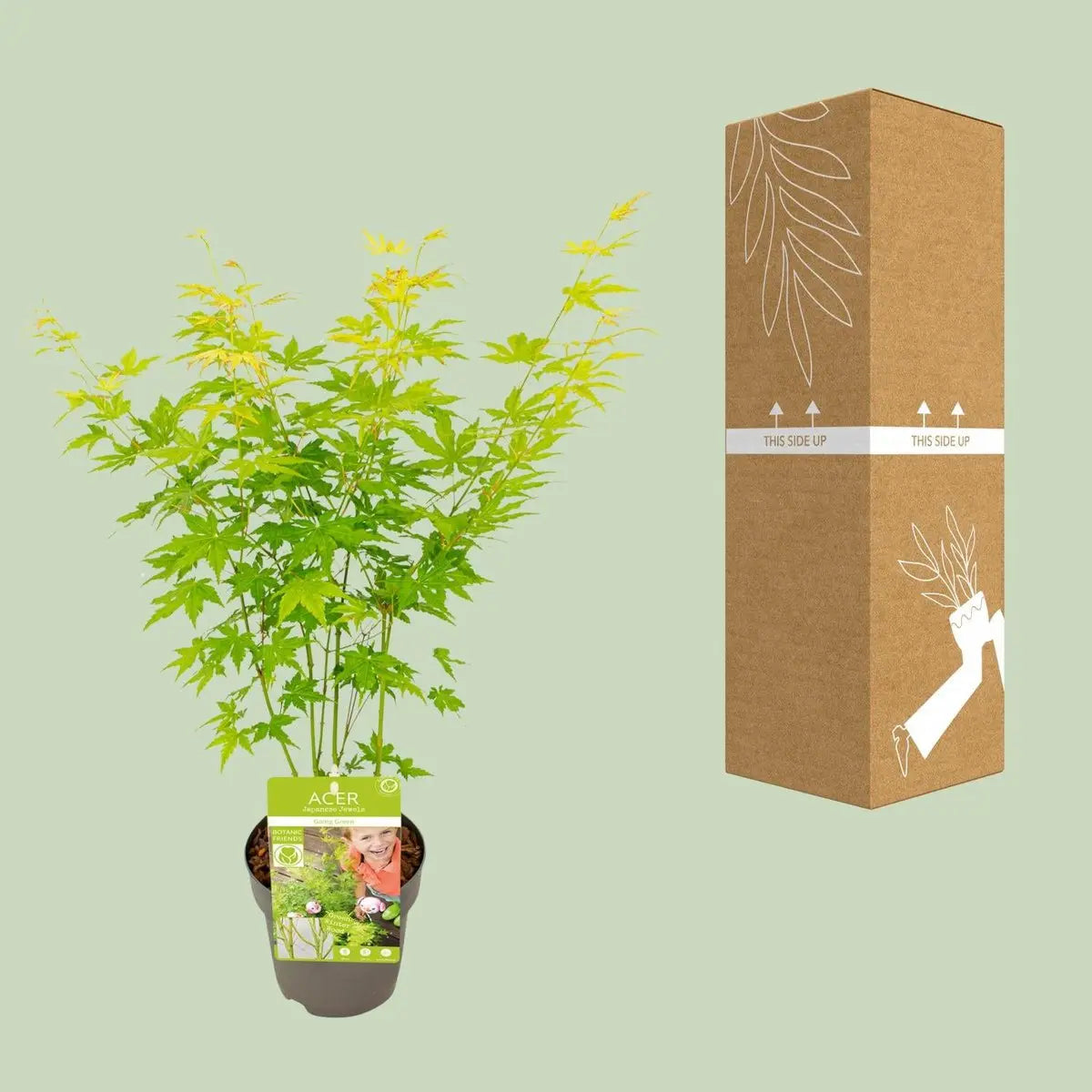 Acer palmatum grün - Ø15 cm - ↕30 cm MEERgroothandel Planten