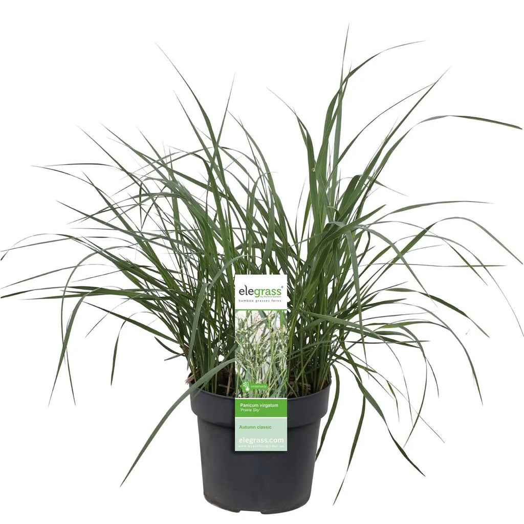 Panicum virgatum 'Prairie Sky' - Ø19cm - ↕50cm |  Rutenhirse | Zier-Gras - Pille Gartenwelt