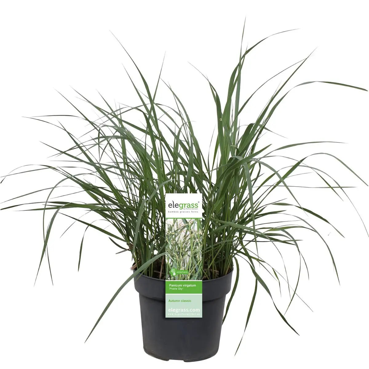 Panicum virgatum 'Prairie Sky' - Ø19cm - ↕50cm |  Rutenhirse | Zier-Gras - Pille Gartenwelt