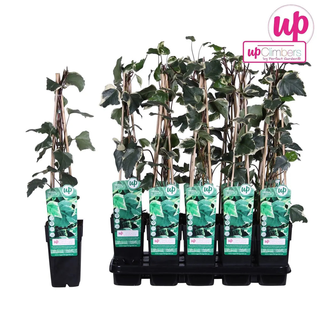 Gelb-Bunter Efeu Hedera Algeriensis 'Gloire de Maren' - Ø15cm - ↕65 cm - Pille Gartenwelt