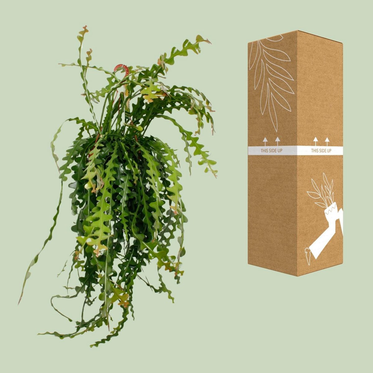 Ephiphyllum anguliger sicher verpackt Versandkarton transportsicher