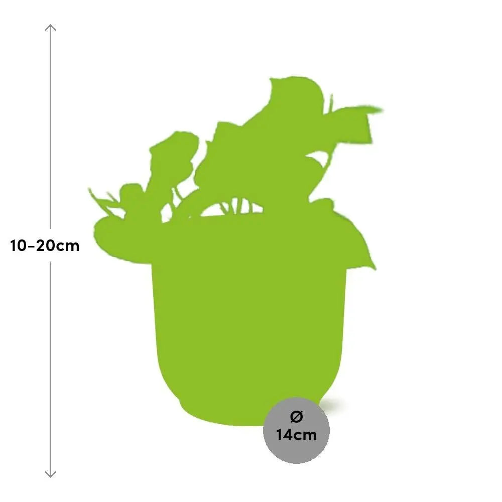 Ø Topf: 12 cm | Höhe inkl. Topf: 20–30 cm