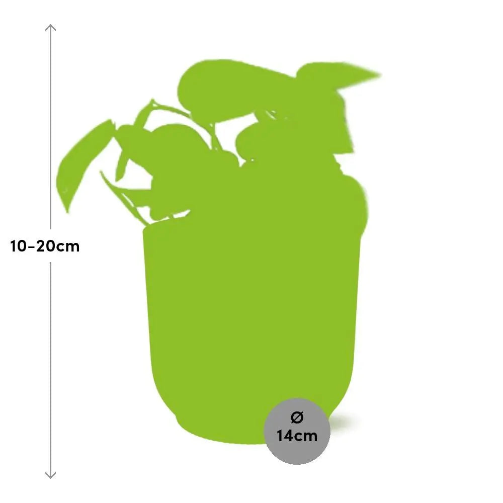 Efeutute (Epipremnum aureum) im Ziertopf, Ø 12 cm, Höhe 20–30 cm – Gesamtansicht