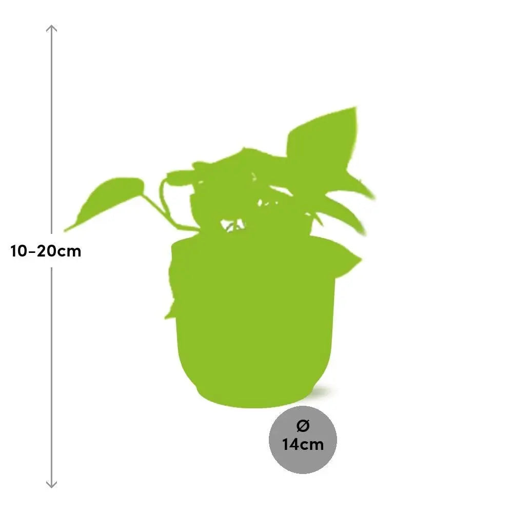 Efeutute (Epipremnum aureum) im Ziertopf, Ø 12 cm, Höhe 20–30 cm – Gesamtansicht