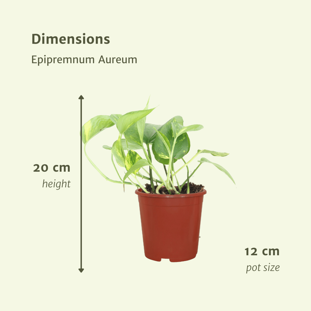 Epipremnum aureum (Efeutute) im Ø12 cm Kulturtopf