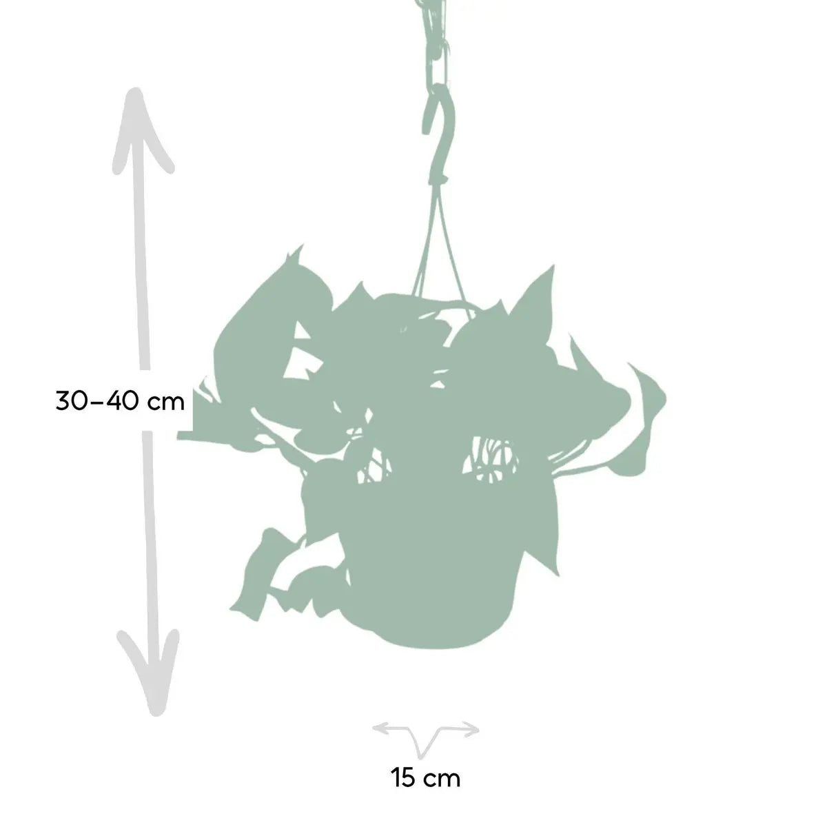 Efeutute Golden Pothos (Epipremnum aureum) im Anzuchttopf, Ø 12 cm, Höhe ca. 20 cm – Gesamtansicht