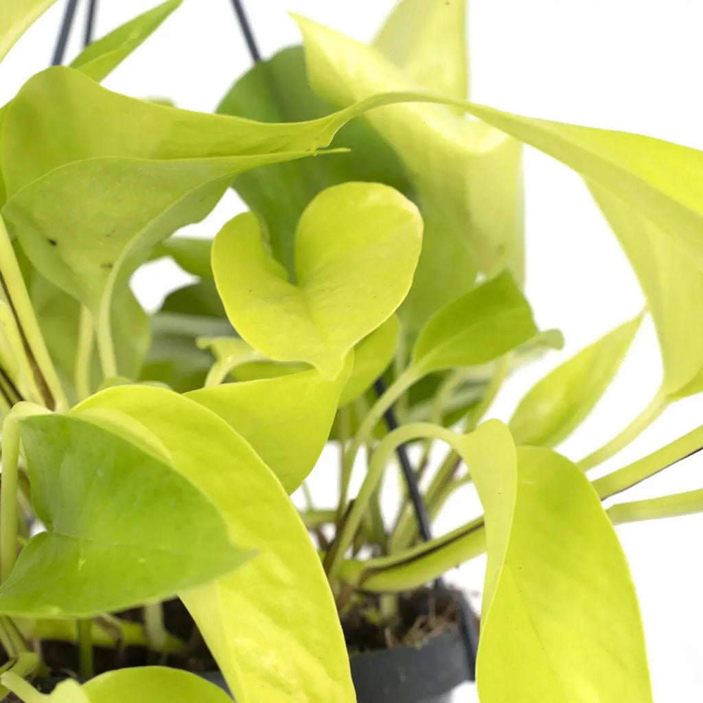 Golden Pothos – herzförmige Blätter mit goldgrüner Zeichnung in Nahaufnahme
