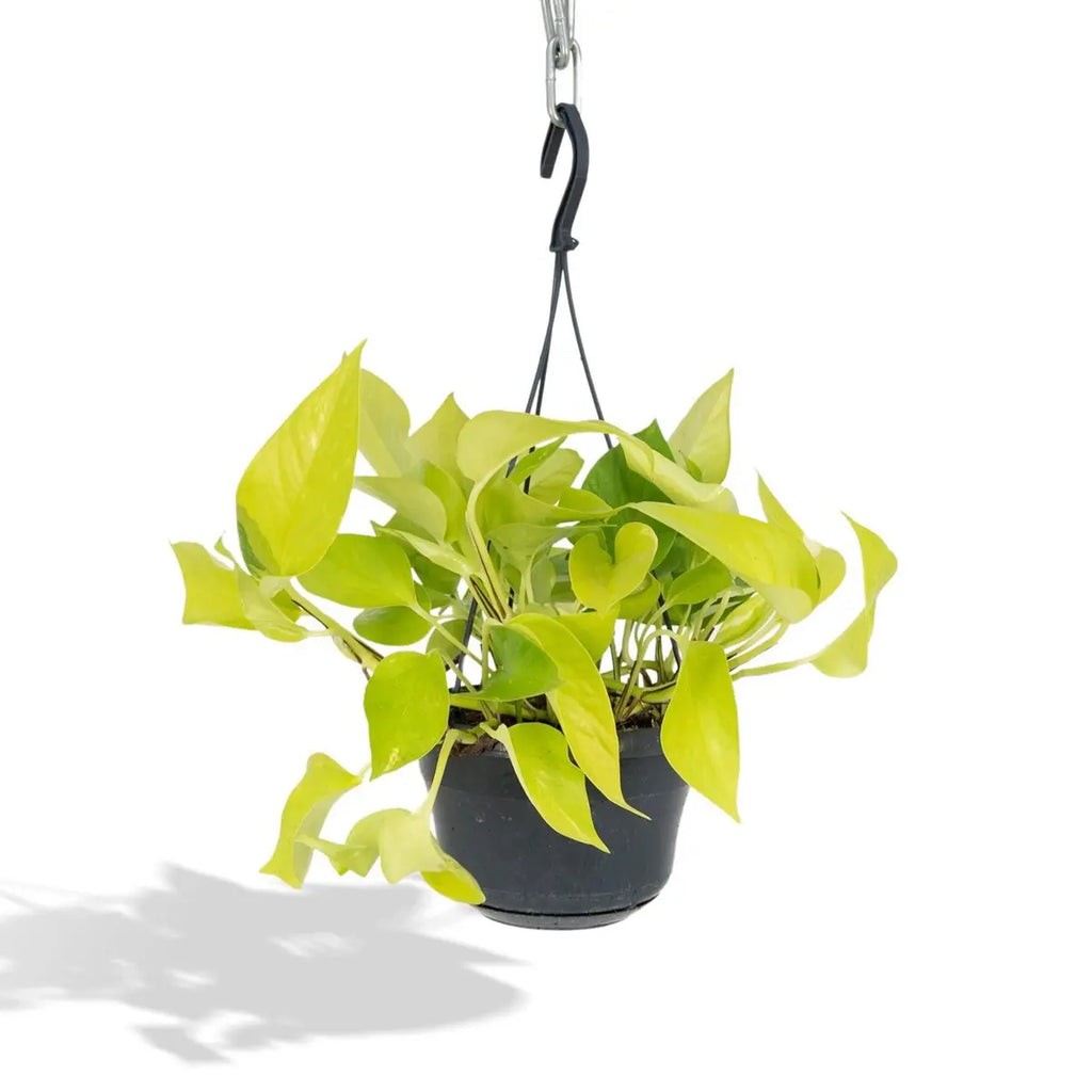 Epipremnum aureum – rankender Wuchs und Blattstruktur (Detail)