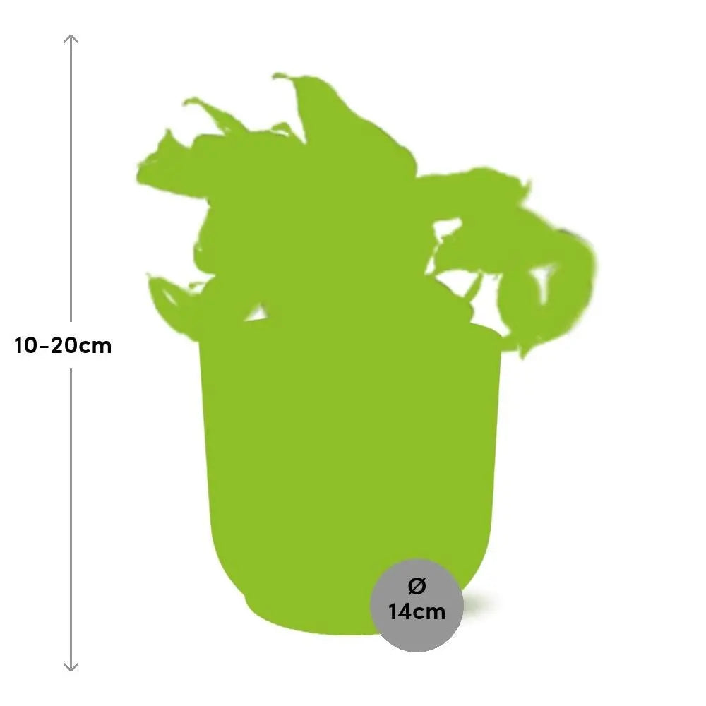 Epipremnum „Happy Leaf“ (Efeutute) im Ziertopf, Ø 12 cm, Höhe ca. 20 cm – Gesamtansicht
