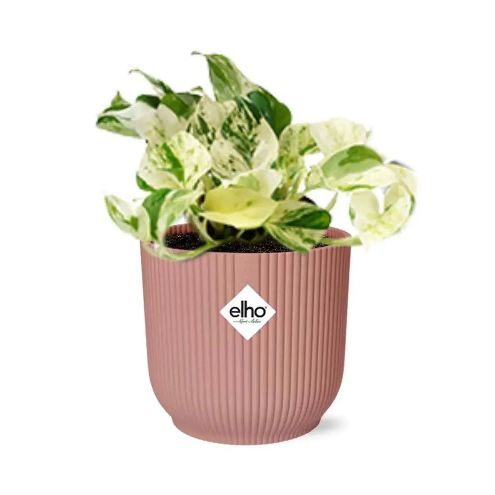 Epipremnum „Happy Leaf“ – Blattzeichnung und Struktur (Detail)