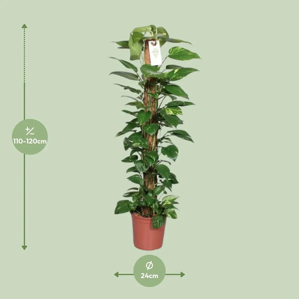 Epipremnum pinnatum am Moosstab Lieferhöhe ca. 120 cm – Größenvergleich bei Lieferung