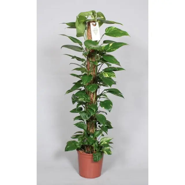 Epipremnum pinnatum am Moosstab im Ø24 cm Topf freigestellt auf weißem Hintergrund