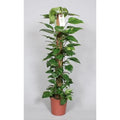 Epipremnum pinnatum am Moosstab im Ø24 cm Topf freigestellt auf weißem Hintergrund