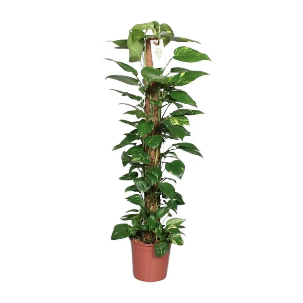Epipremnum pinnatum am Moosstab im Ø24 cm Topf freigestellt auf weißem Hintergrund