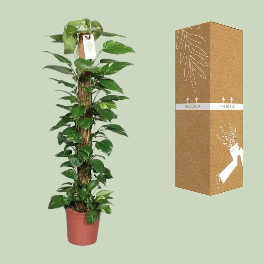 Epipremnum pinnatum am Moosstab neben bruch- und transportsicherer Versandverpackung
