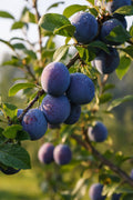 Hauszwetsche Pflaumenbaum kleinbleibend Bauernpflaume | 80-120 cm Lieferhöhe - Pille Gartenwelt