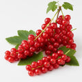 Rote Johannisbeeren Ribes Rubrum versch. Sorten und Größen