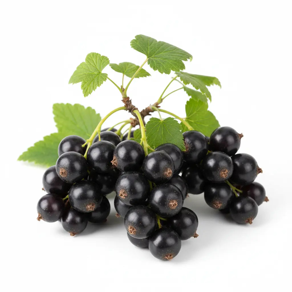 Schwarze Johannisbeere 5 verschiedene Sorten Ribes Nigrum