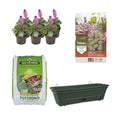 Erysimum ‘Bowles Purple’ – Goldlack Balkongrün DIY-Set | violett & pflegeleicht