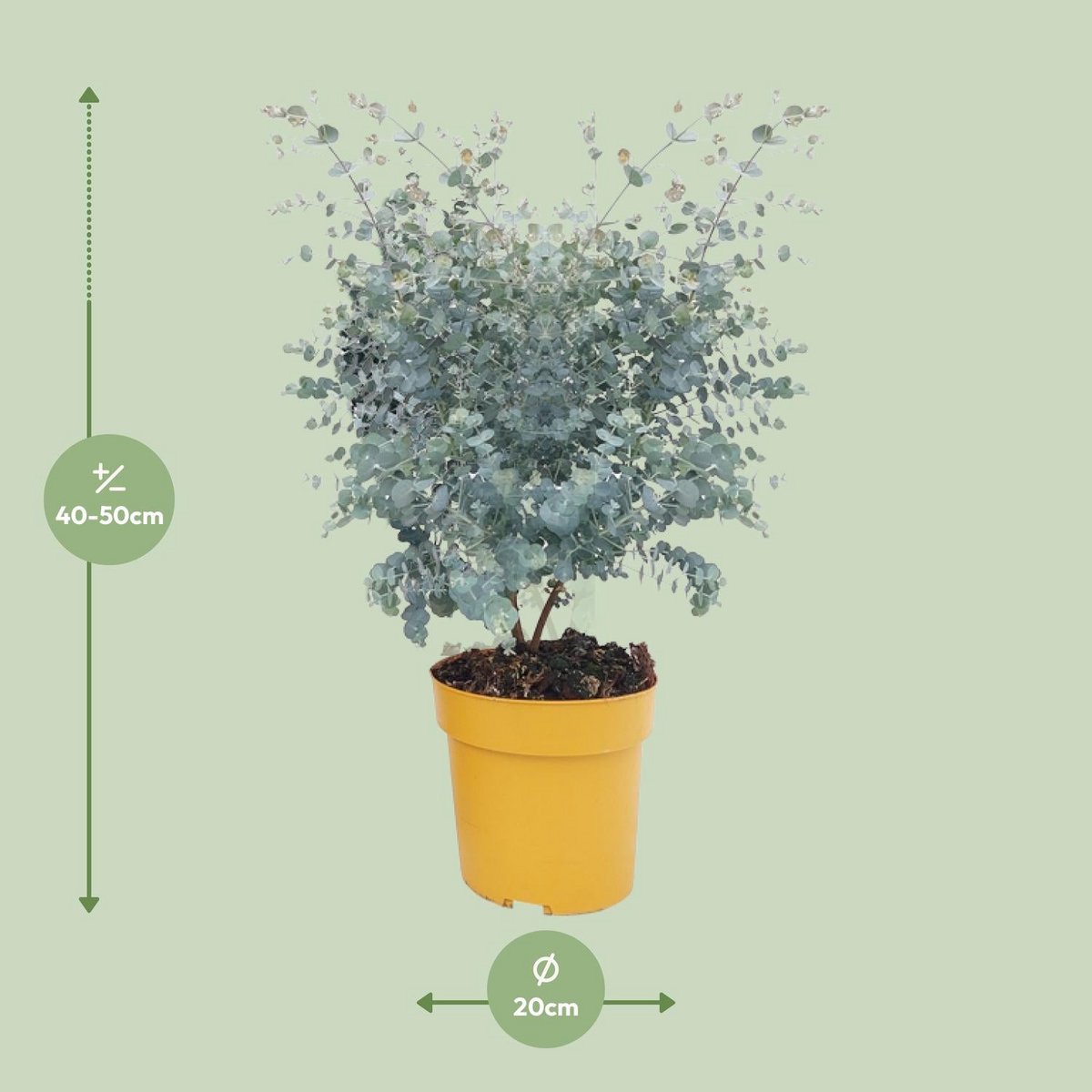 eucalyptus-gunnii-azura-50cm-groessenvergleich-lieferung