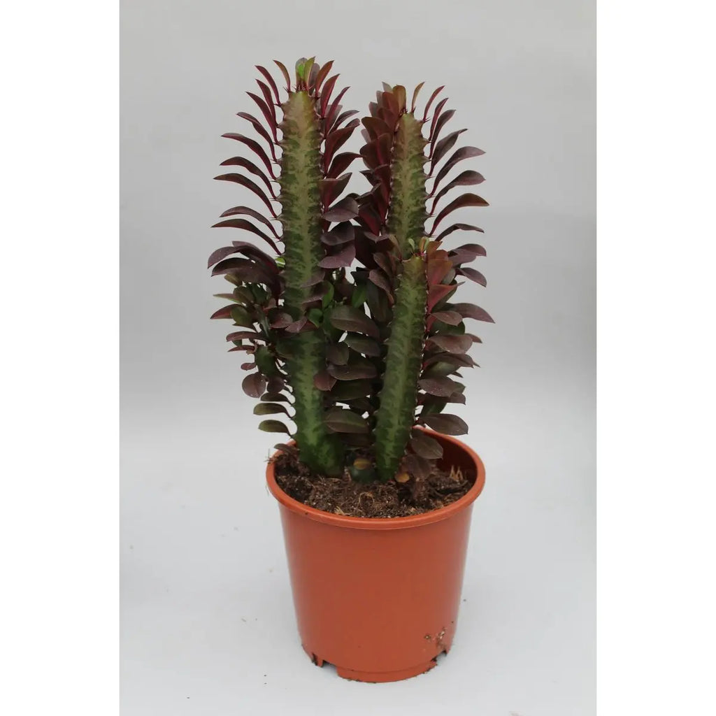 Euphorbia trigona ‘Cobra’ im Ø12 cm Topf freigestellt auf weißem Hintergrund