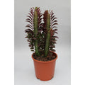 Euphorbia trigona ‘Cobra’ im Ø12 cm Topf freigestellt auf weißem Hintergrund