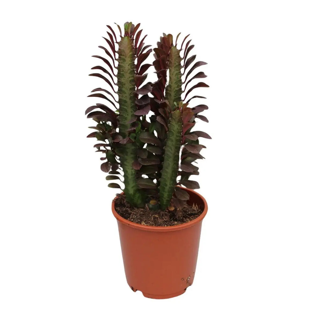Euphorbia trigona ‘Cobra’ im Ø12 cm Topf freigestellt auf weißem Hintergrund 2