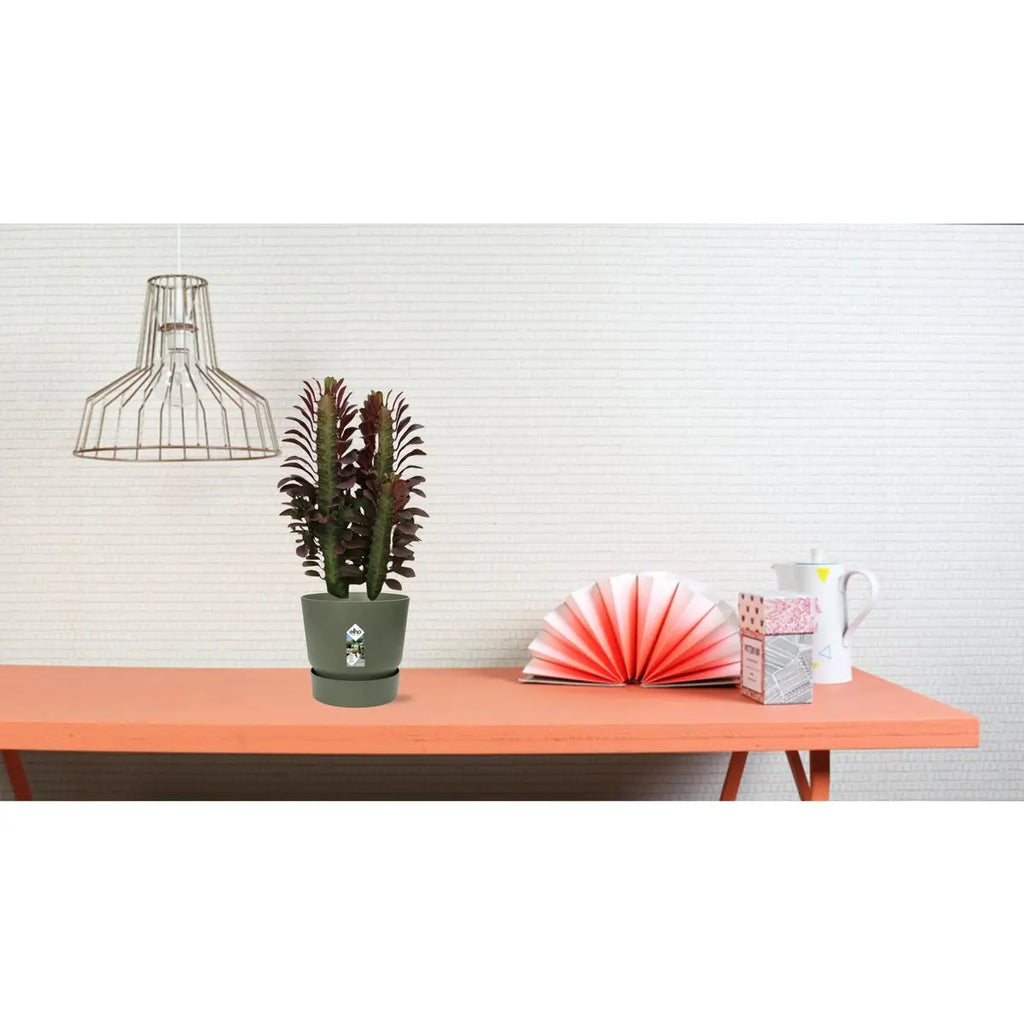 Euphorbia trigona ‘Cobra’ im Ø12 cm Topf freigestellt Lifestyle Foto 