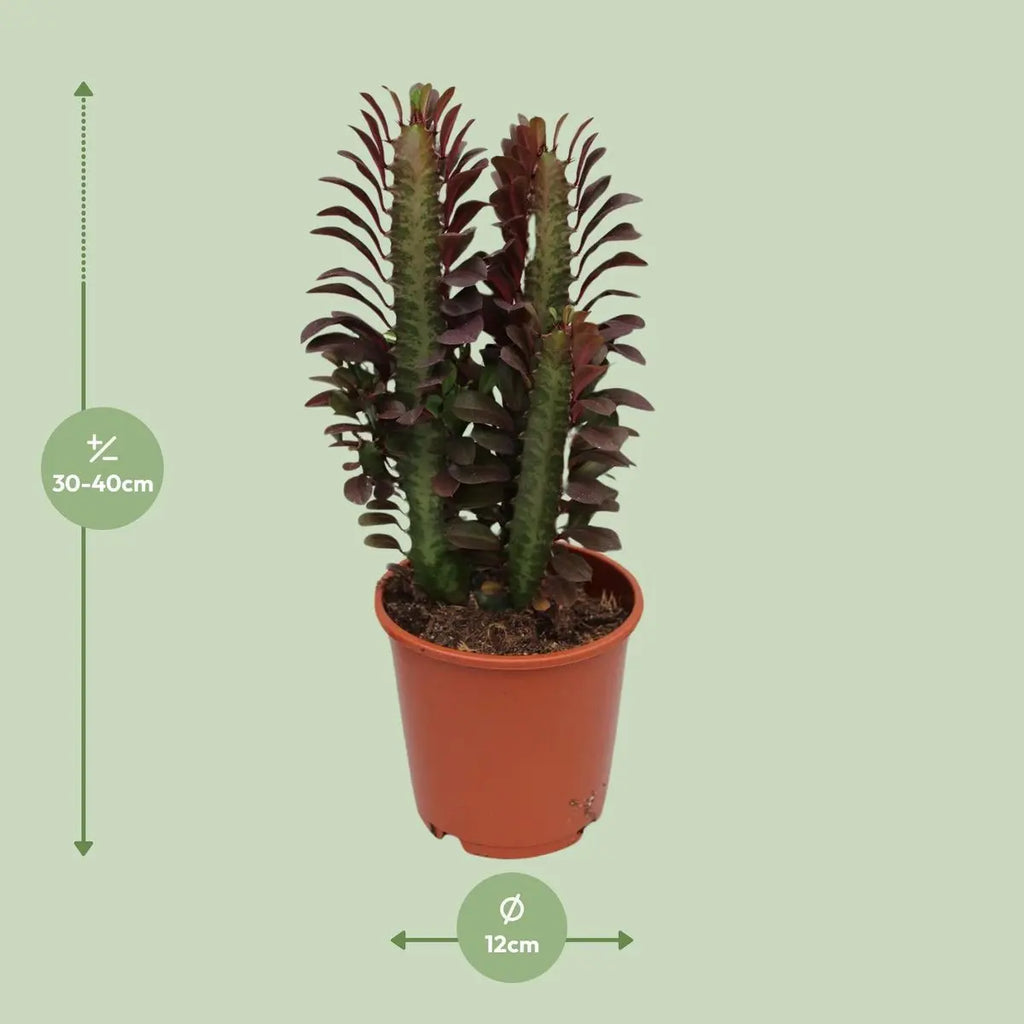 Euphorbia trigona ‘Cobra’ Lieferhöhe ca. 40 cm – Größenvergleich bei Lieferung