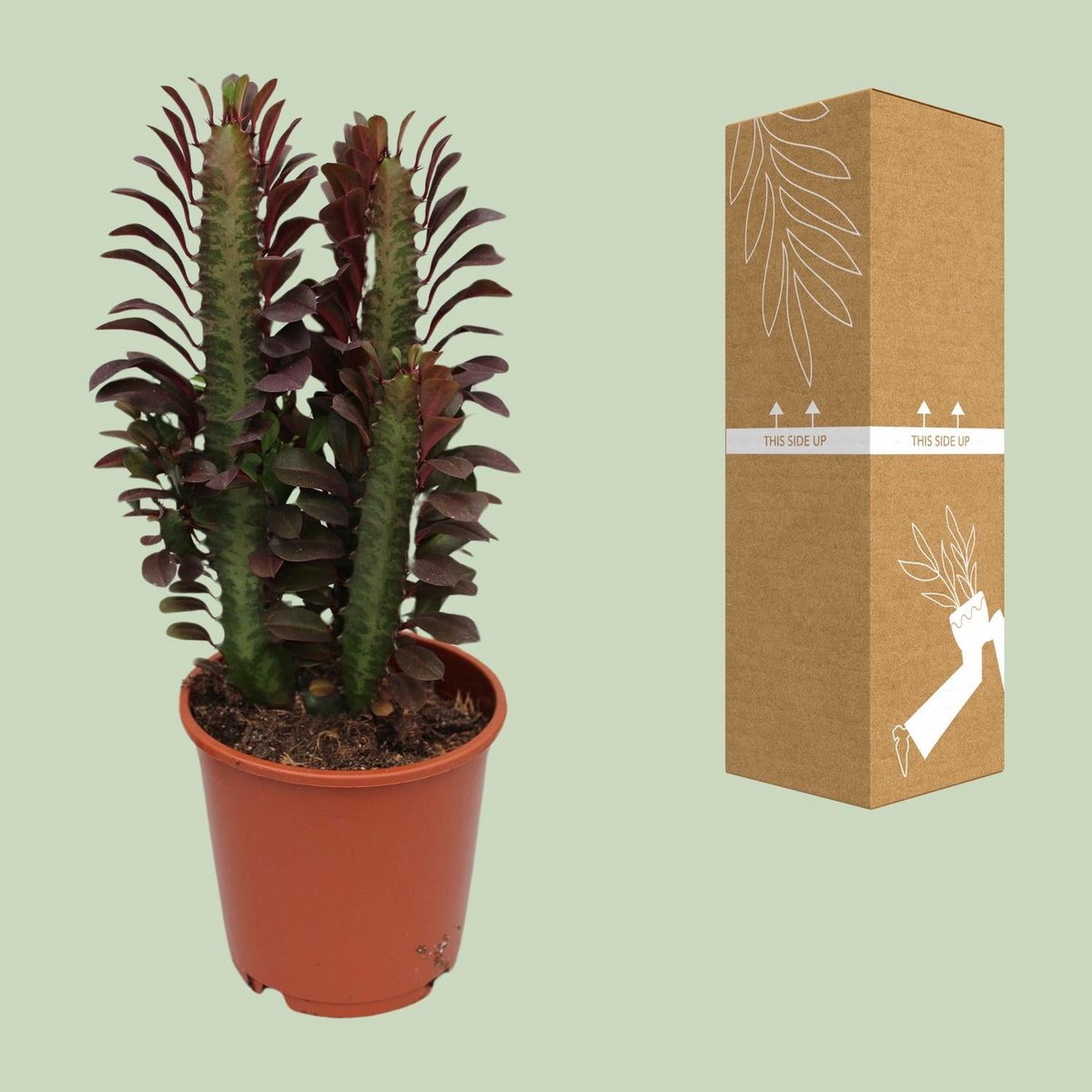 Euphorbia trigona ‘Cobra’ neben bruch- und transportsicherer Versandverpackung