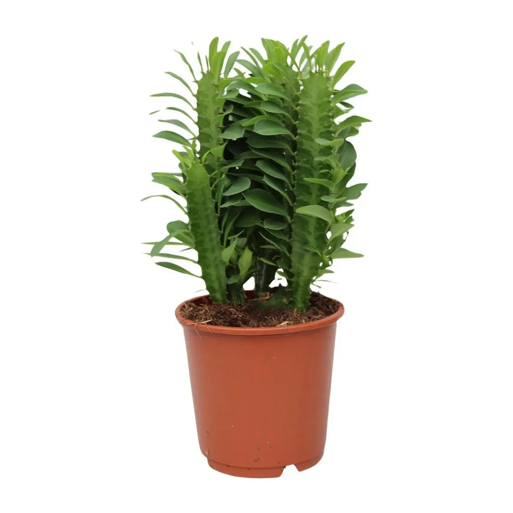 Detail der gerippten Triebe von Euphorbia trigona mit kleinen Dornen