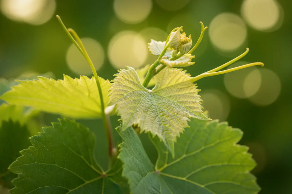 Weinrebe helle Weintraube Phoenix süsse Tafeltraube Wein 60/100 cm pilzfest - Pille Gartenwelt